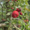 Malus domestica 'Elstar' - 3