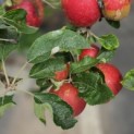 Malus domestica 'Elstar' - 4