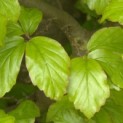 Parrotia persica - Foto 1