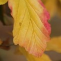 Parrotia persica - Foto 2