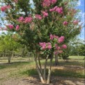 Lagerstroemia indica 'Rosea' - 2