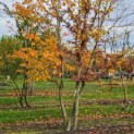 Carpinus Betulus - Foto 3