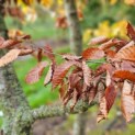 Carpinus Betulus - Foto 2