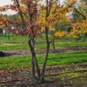 Carpinus Betulus - Foto 1