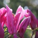 Magnolia 'Susan'