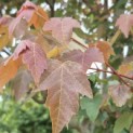 Acer rubrum 'Summer Red' - 3