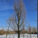 Carpinus betulus 'Frans Fontaine'   (Fastigiata) - Foto 1