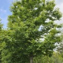 Castanea sativa - 1