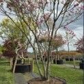 Magnolia 'Susan' - 1