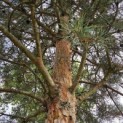 Pinus sylvestris 'Glauca' - 7