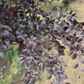 Fagus sylvatica 'Atropunicea' - juni 2026