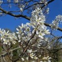 Amelanchier lamarckii - 8