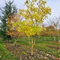 Idesia Polycarpa - najaar 2025