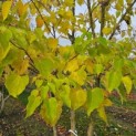 Idesia Polycarpa - 1