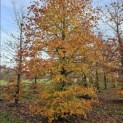 Fagus sylvatica 'Atropunicea' - november 2025
