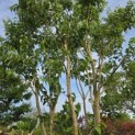 Heptacodium miconioides - 5
