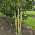 Quercus robur - Foto 4