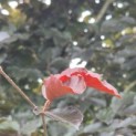 Fagus sylvatica 'Atropunicea' - Foto 7