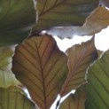 Fagus sylvatica 'Atropunicea' - Foto 6