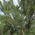 Pinus sylvestris - Foto 6