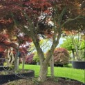 Acer palmatum 'Sumi-Nagashi' - Foto 7