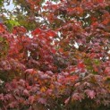 Acer palmatum - 5