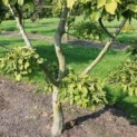#229 Carpinus betulus Hainbuche