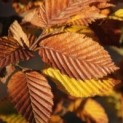 Carpinus betulus
