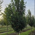Prunus laur. Caucasica - 3