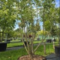Cornus kousa - 4