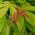 Acer palmatum 'Osakazuki' - Foto 2
