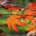 Acer palmatum 'Osakazuki' - Foto 3