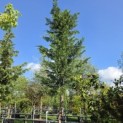 Cupressocyparis x Leylandii - 1