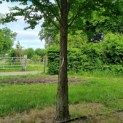 Cercidiphyllum japonicum - Afbeelding 7