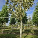 Liriodendron tulipifera 'Snowbird' - 3