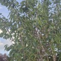 Prunus serrulata 'Kanzan' - Foto 1
