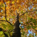 Fagus sylvatica 'Atropunicea' - november 2025