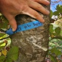 Fagus sylvatica 'Atropunicea' - 8