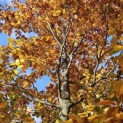 Fagus sylvatica 'Atropunicea' - 9