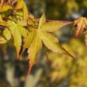 Acer palmatum 'Ueno Yama' - Foto 2