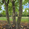 Platanus x hispanica - 4