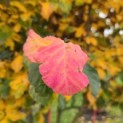 Parrotia persica - 3