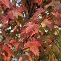 Acer Rubrum 'Brandywine' - 3