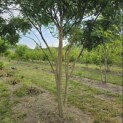 Sophora japonica - 10