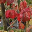 Parrotia persica - 4