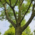 Pterocarya fraxinifolia - 4