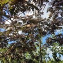 Albizia julibrissin 'Summer Chocolate' - 3