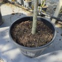 Albizia julibrissin 'Summer Chocolate' - 4