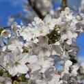 Prunus Yedoensis - Foto 1
