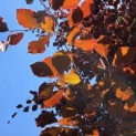 Fagus sylvatica 'Atropunicea' - 2